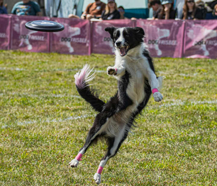 Tiersport im Hoope Park Wulsbüttel
